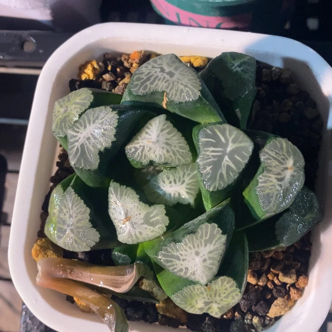 一颗实生超级万象 特价