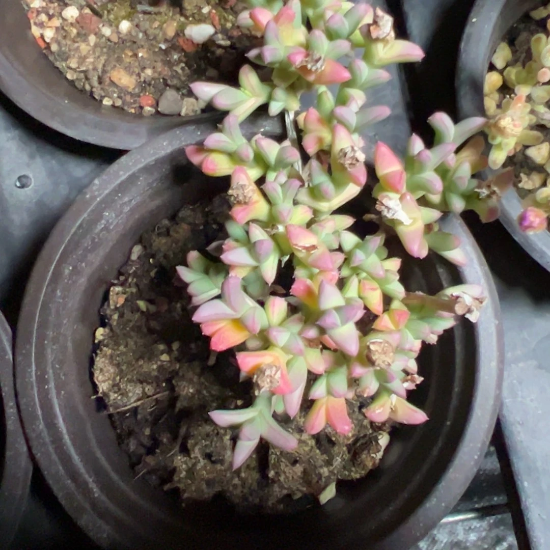 小透明90杯老桩福利