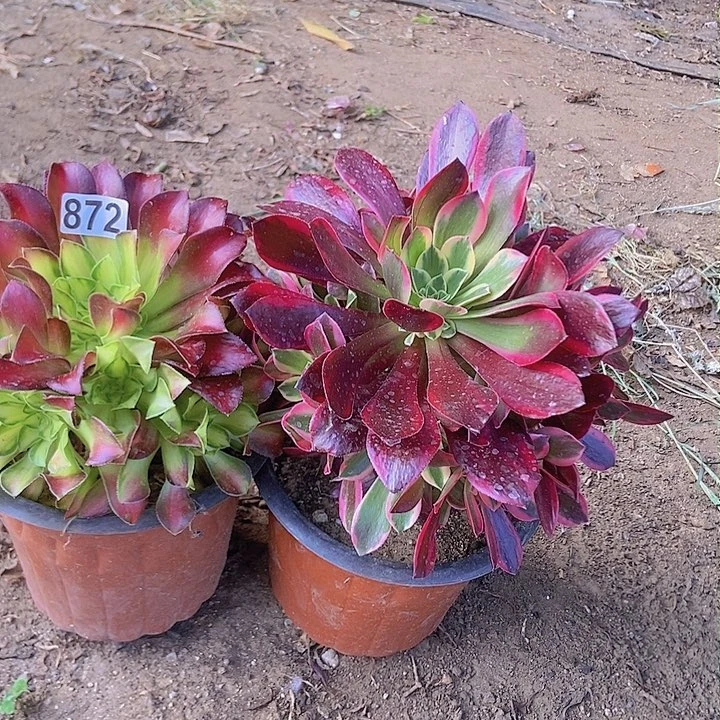 872两个手捧朵朵特价