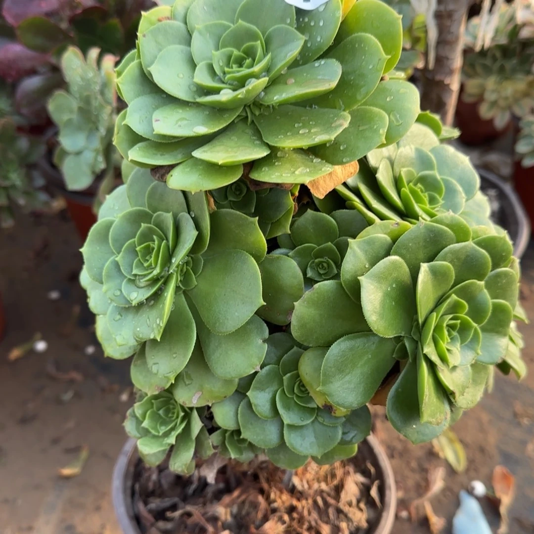 绿羊绒多肉769满28包邮断枝不包