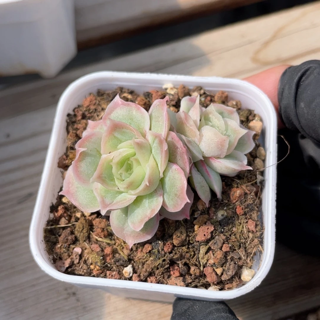 优选水晶虾饺780