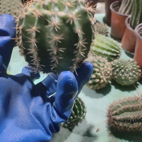 仙人球切西尔公主大侧芽微瑕