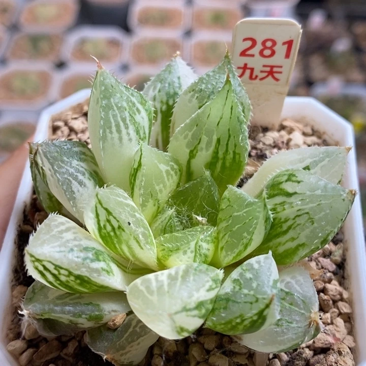 281号宝莲灯锦带盆发货