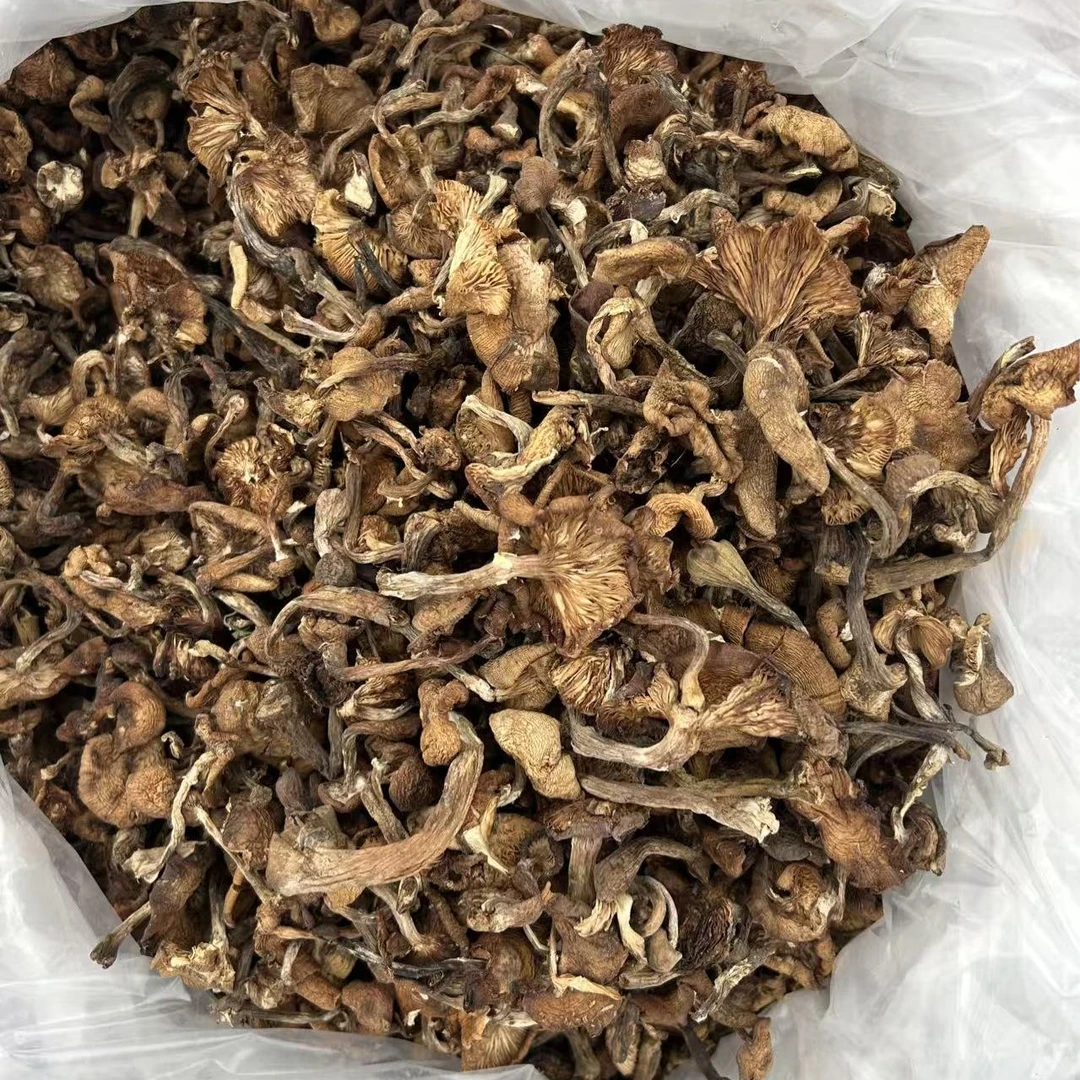 长白山林下干榛蘑大自然馈赠的美味