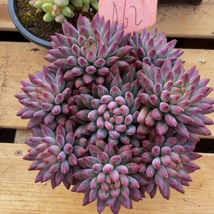 凡***儿在家闲不住吗笑吐啊