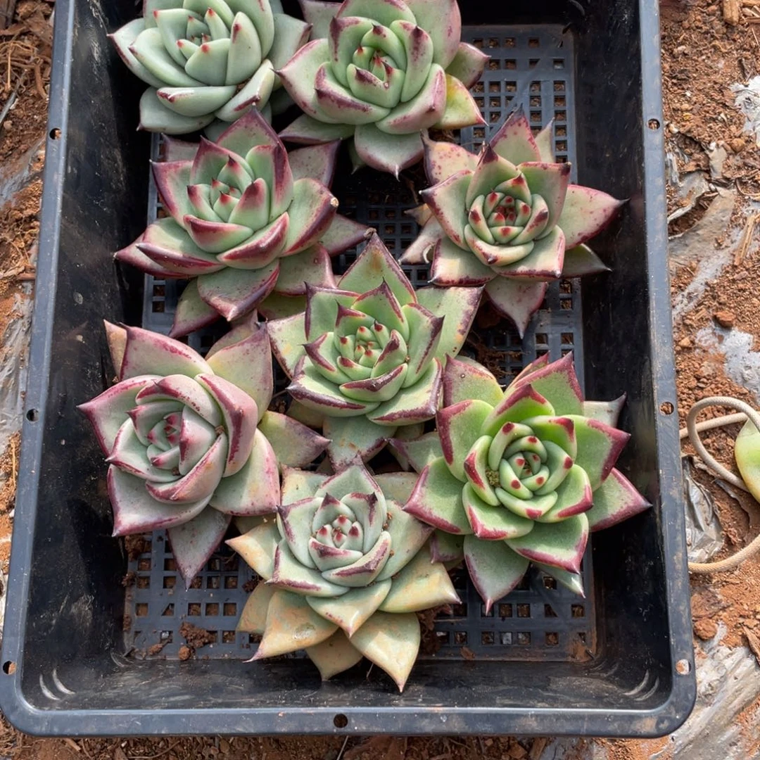 无花朵若如东云单拍E497