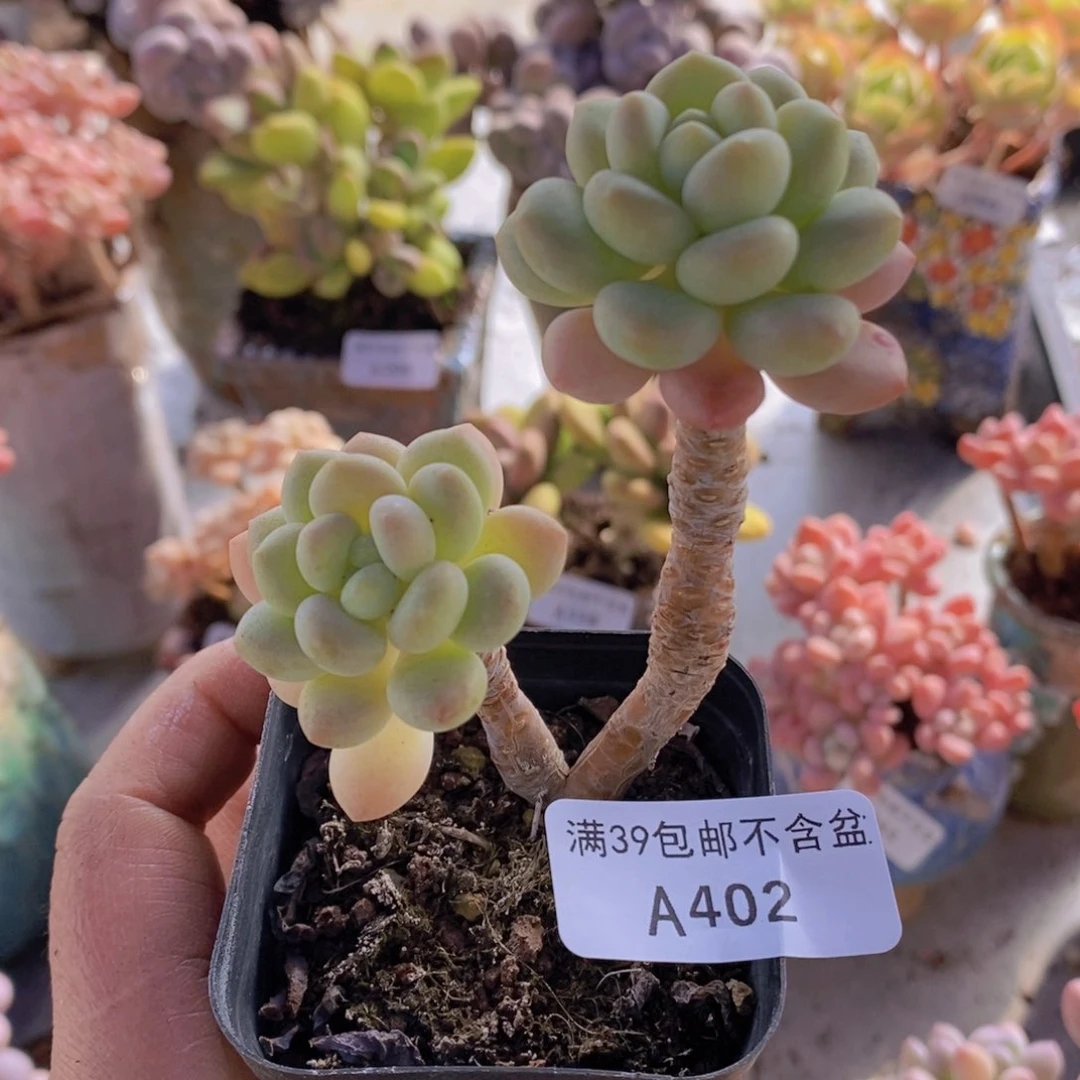 鱼子酱老桩402多肉植物