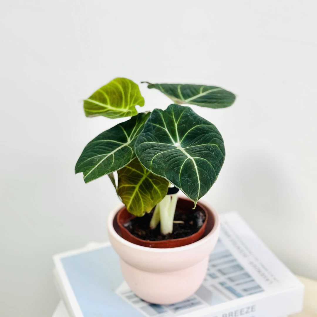 【黑天鹅海芋】原盆原土ins风桌面好养绿植不含盆器