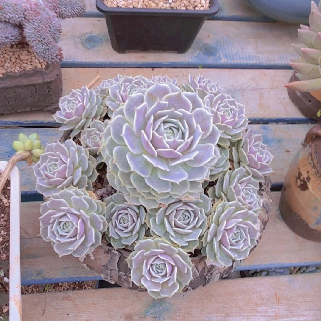 兰***雨多肉植物保护专业知识