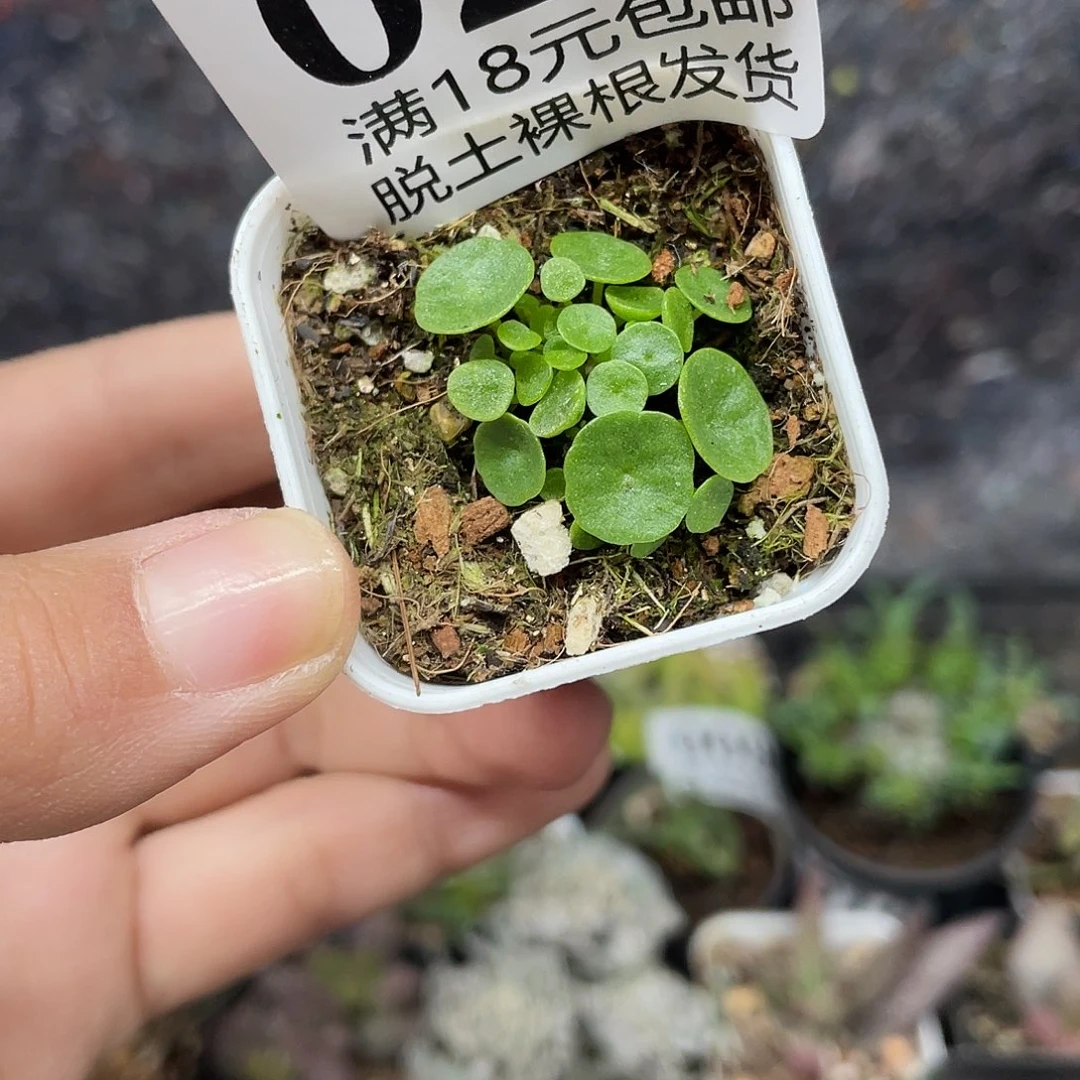 029小雨伞（满18元包邮）