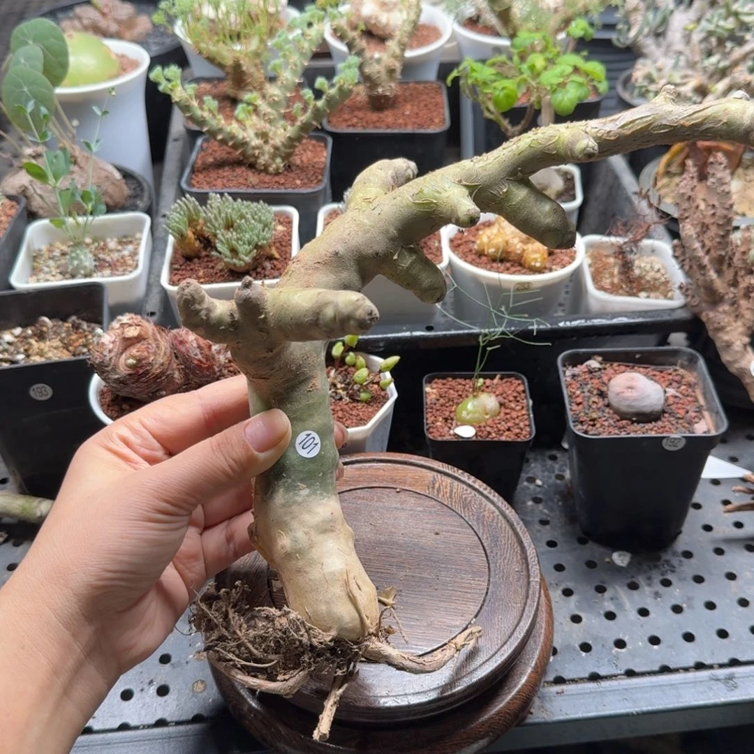 阿房宫101仙人掌球