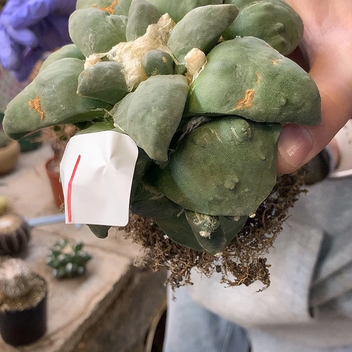 岩牡丹1号。。。。。。。。。。