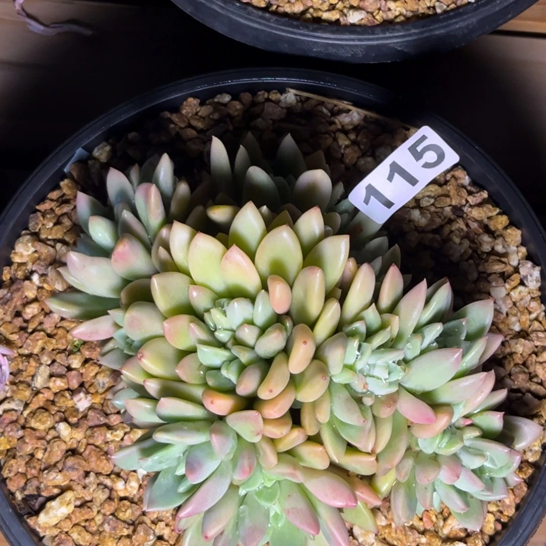 多肉植物贵妃美人115