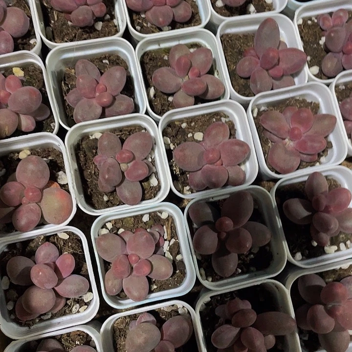 单头糖果带盆土发货