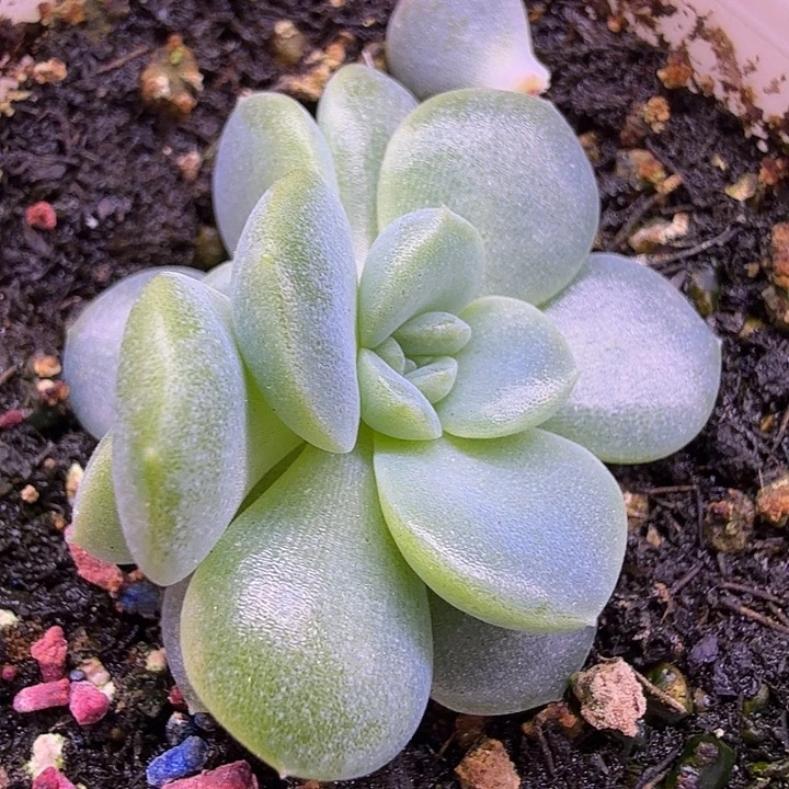 火烈鸟叶插苗一物一拍