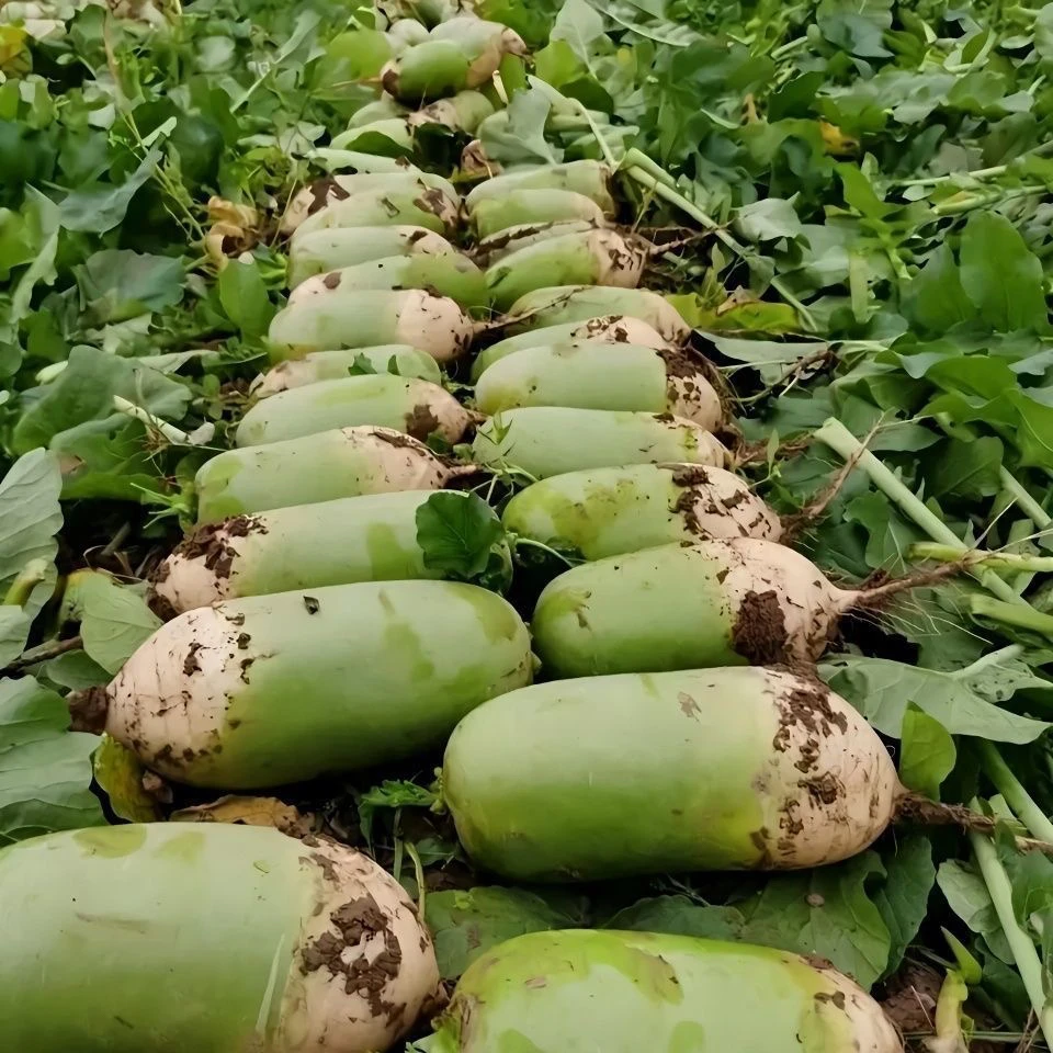 新鲜青萝卜地头现拔现发炒菜凉拌生吃必备蔬菜