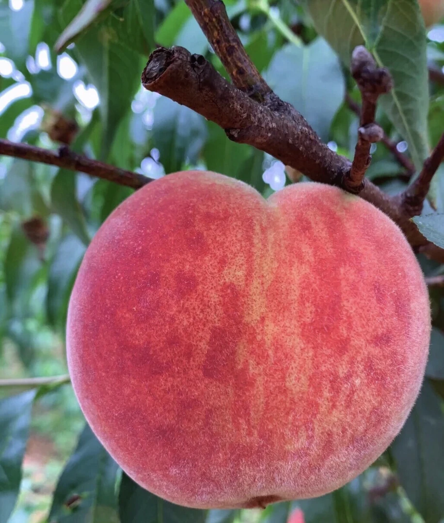 新鲜采摘水蜜桃脆软两吃多汁应季现摘现发新鲜水果 顺丰包邮