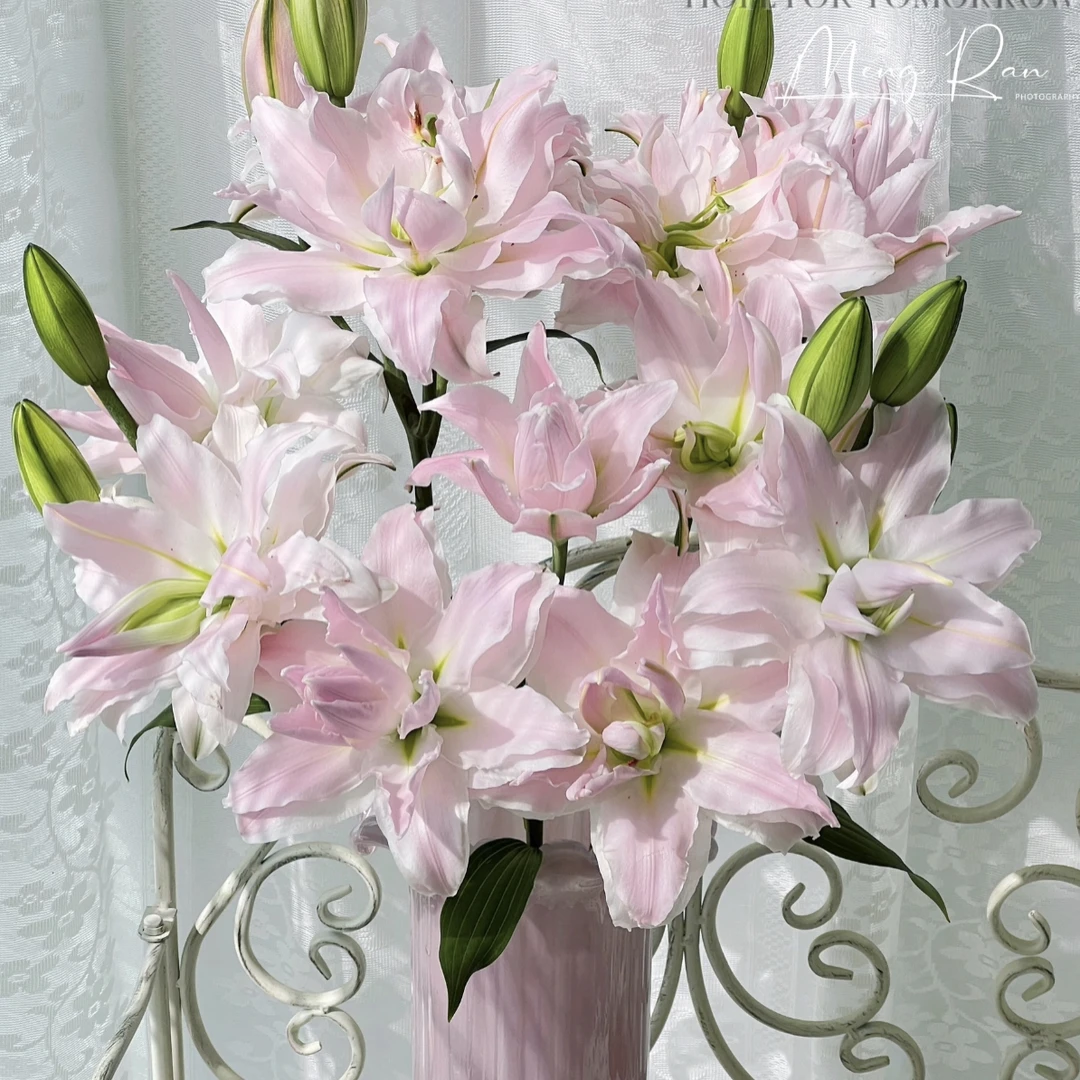 【大粉】重瓣粉色香水百合