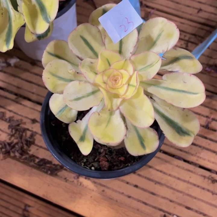 云南燕姿好看23号