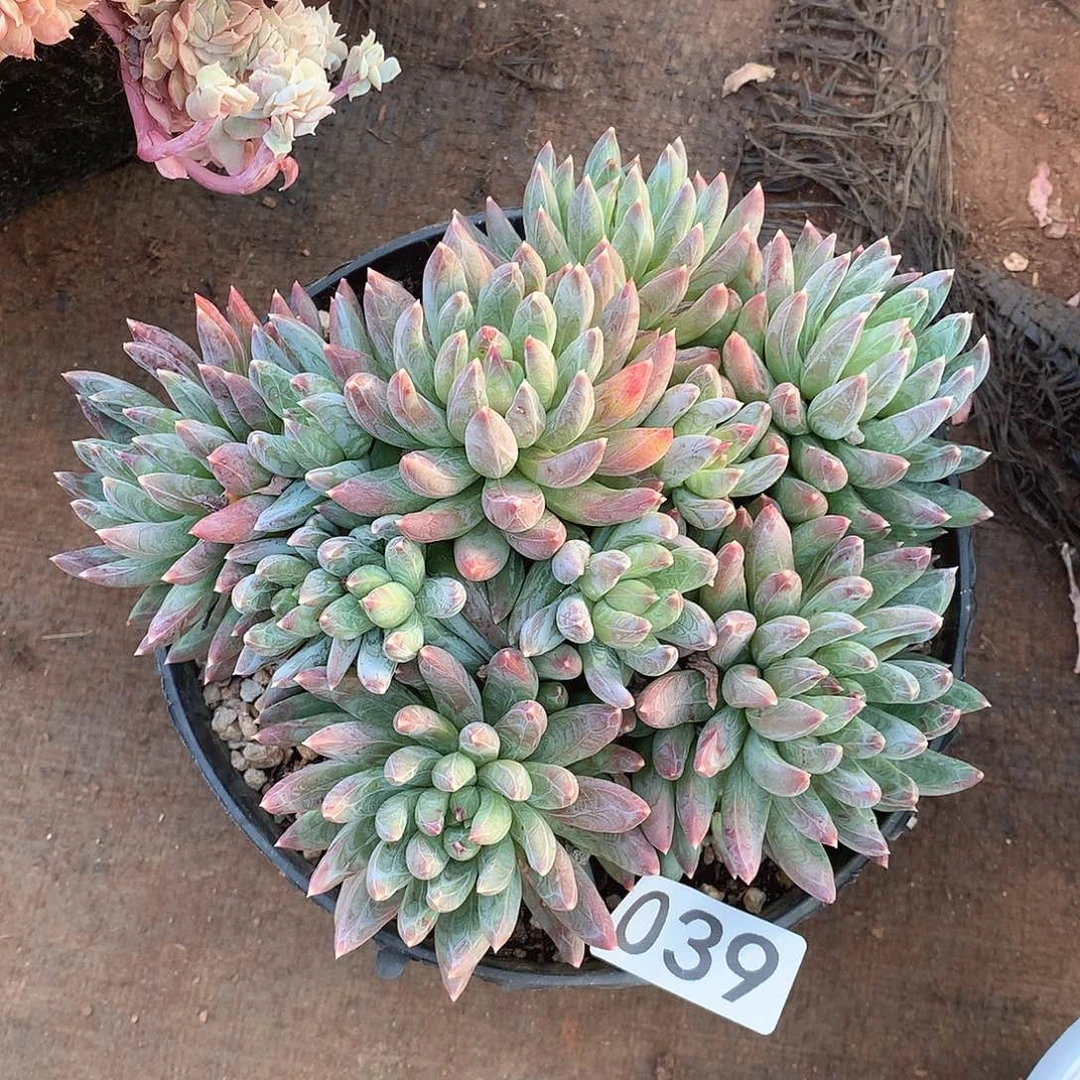 039炫彩星一物一拍多肉