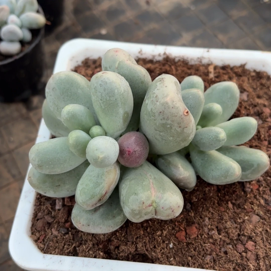 柒***⁷米可奶双头一头石化柒77专拍