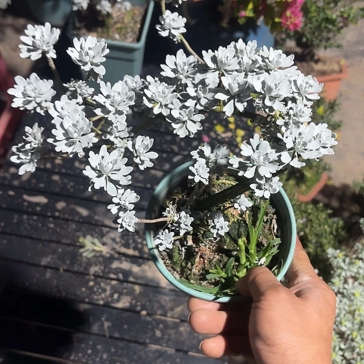 用***：无花朵哈哈哈哈哈