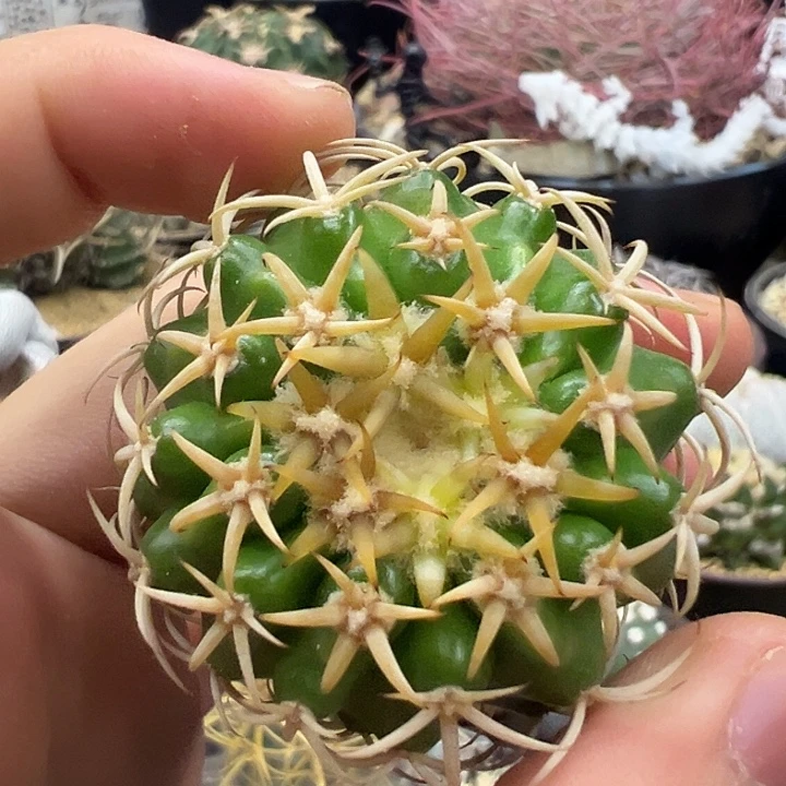 无花朵实生短粗刺铃木