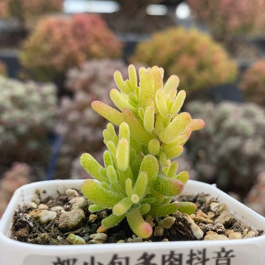 糖球锦4156枝干番杏