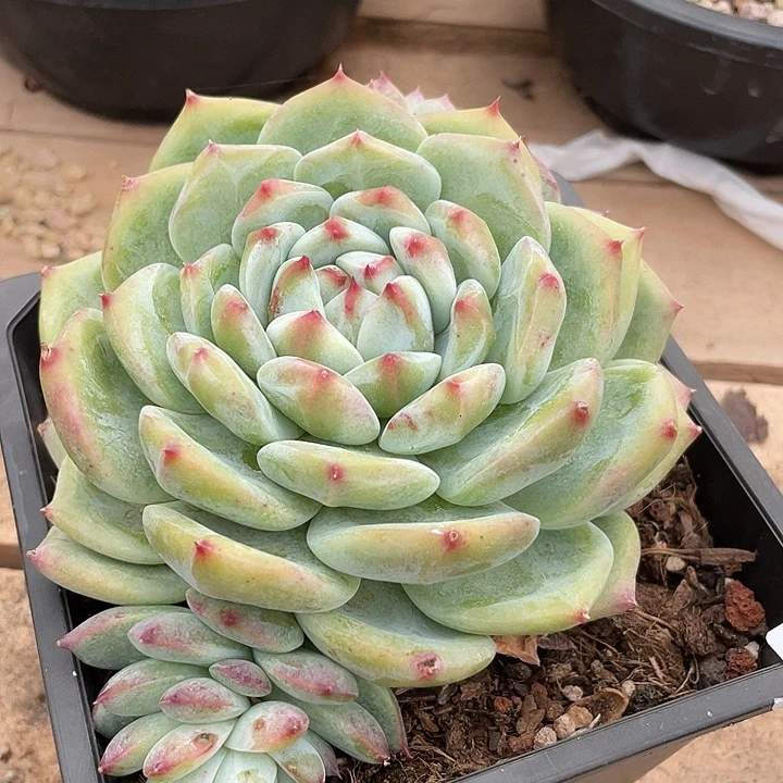 若如东云单拍D545