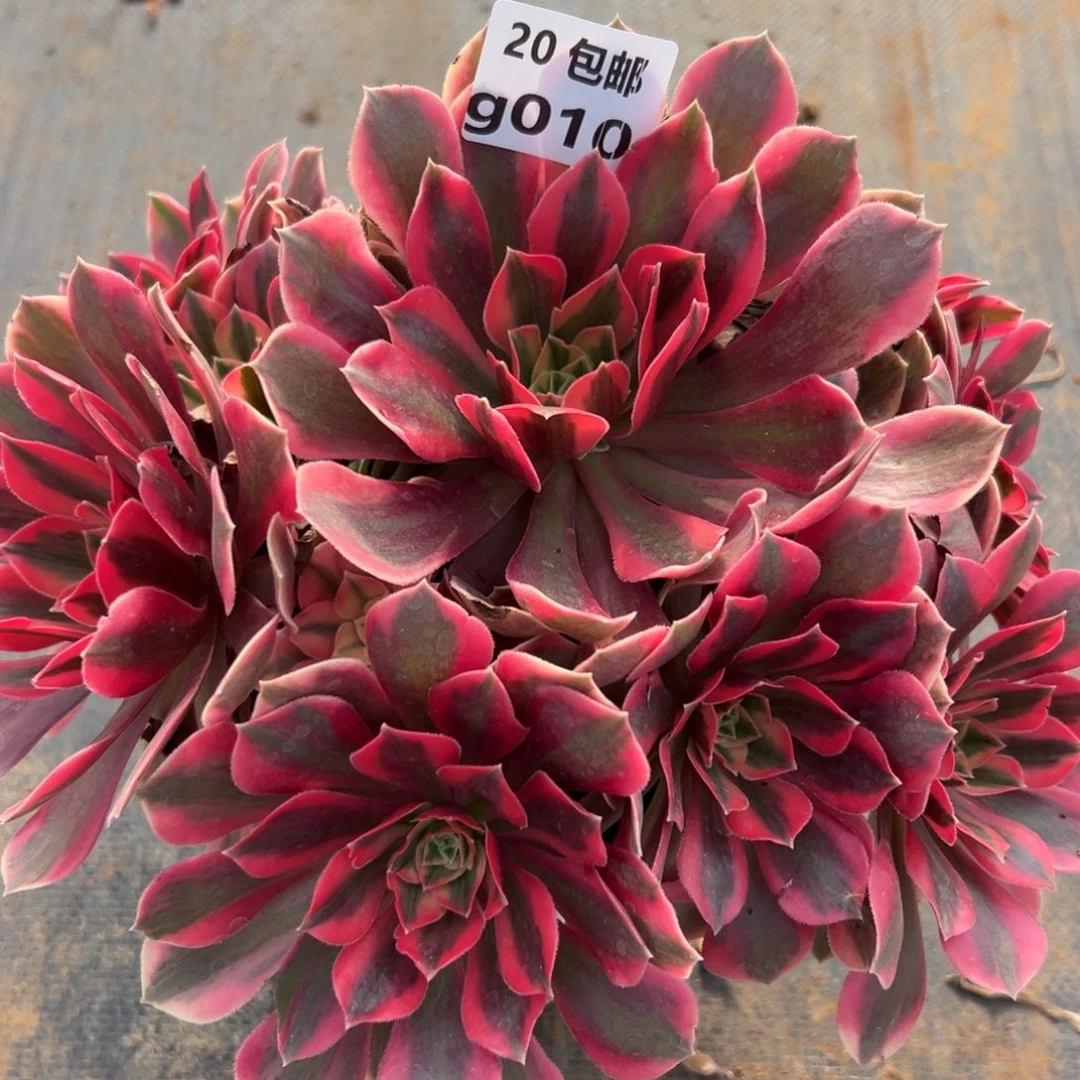 010女妖，满20包邮嘟叮熊