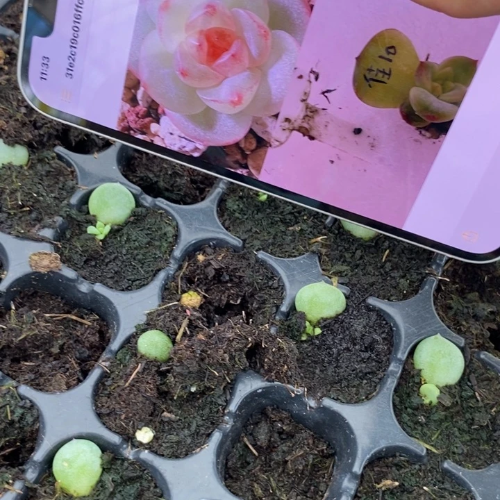 佳10芽苗一个多肉