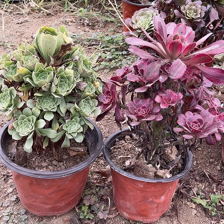 2棵玫瑰玫瑰玫瑰玫瑰