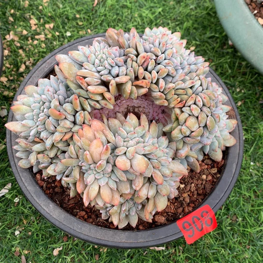 908橙子11111111111