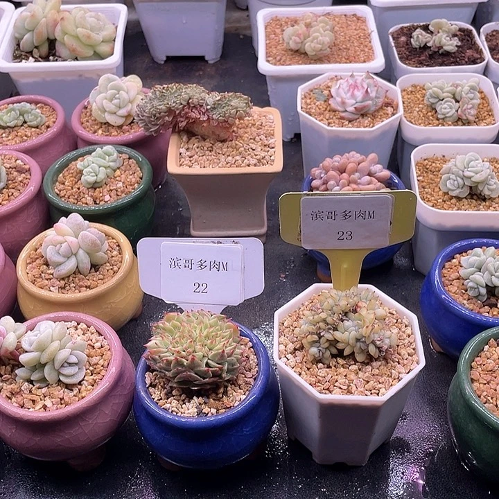 未**期滨哥多肉M22，23缀化