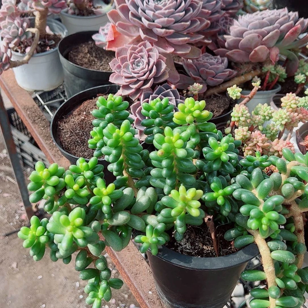 绿龟卵多头群生精品