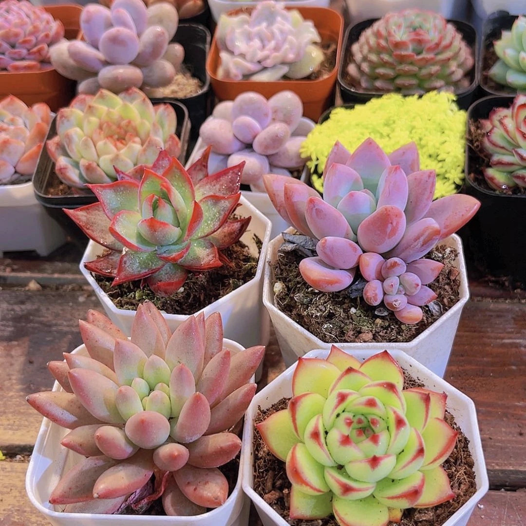 惊鸿仙子➕红蜻蜓➕月亮石➕奥普