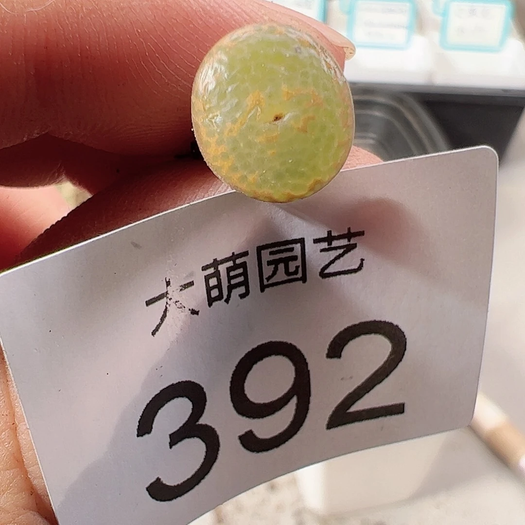 0000392 一物一拍……