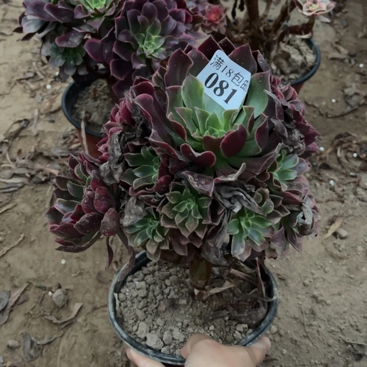 081金丝雀手捧1号棚