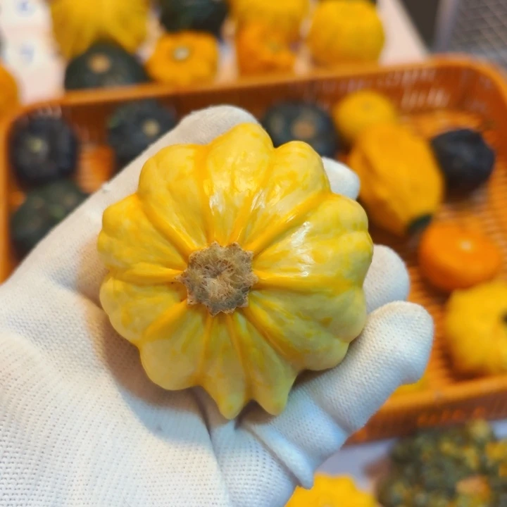 阿**狗墨西哥七彩葫芦青皮