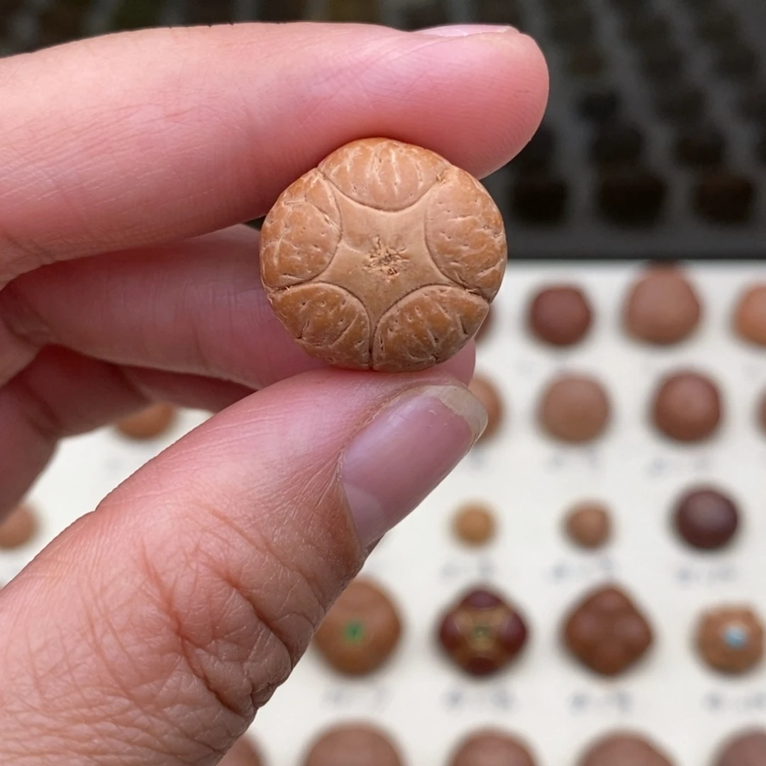 吊坠凤眼菩提五星