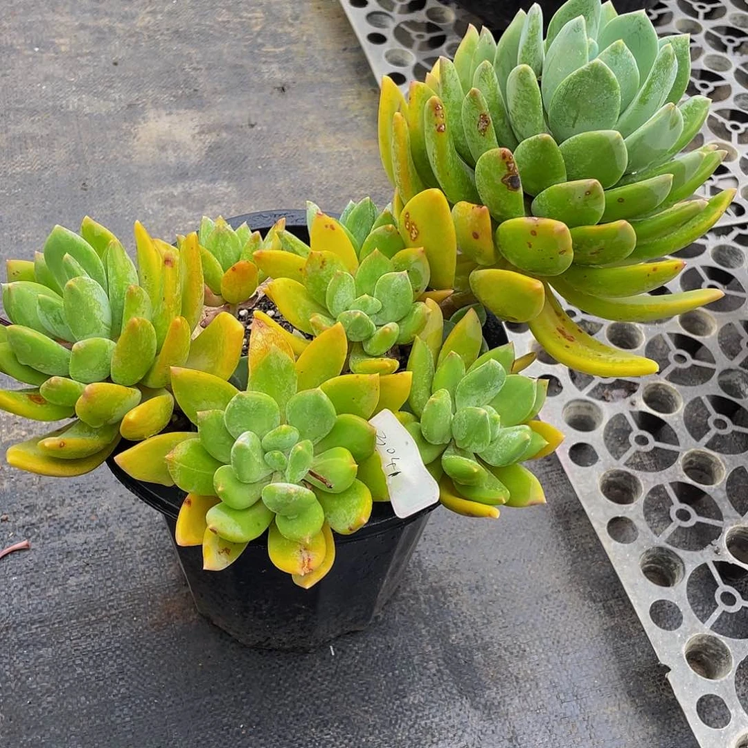 ****菓海洋之星多肉植物群