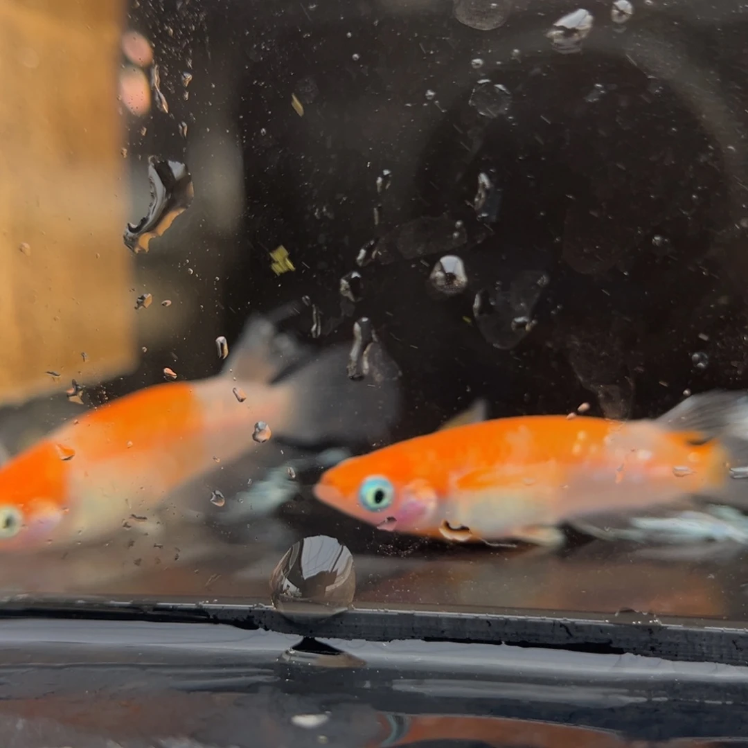 青鳉鱼212赤霞一对