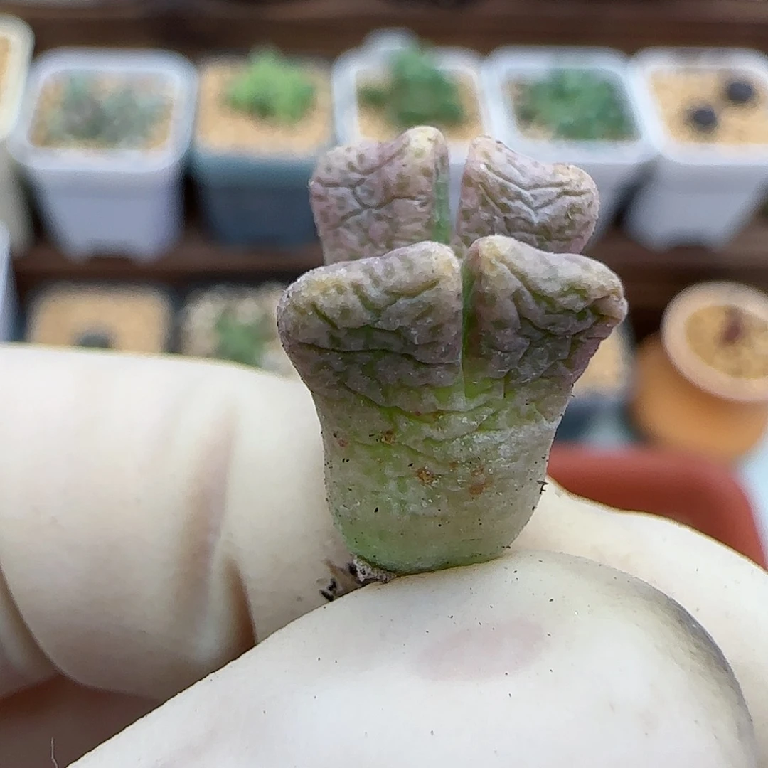 549鹿角斑马福利