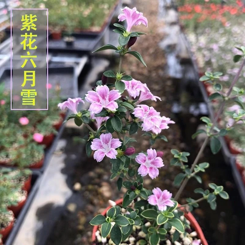 带花苞红花六月雪金边紫花盆景易开花微型小盆栽桌面绿植花卉