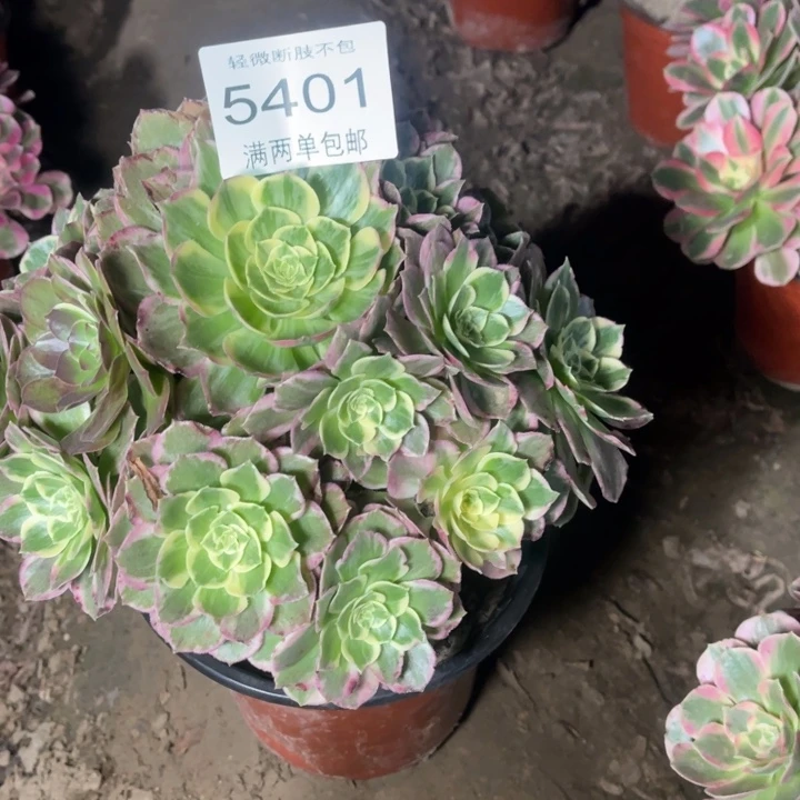 5401万彩灯的人多肉的