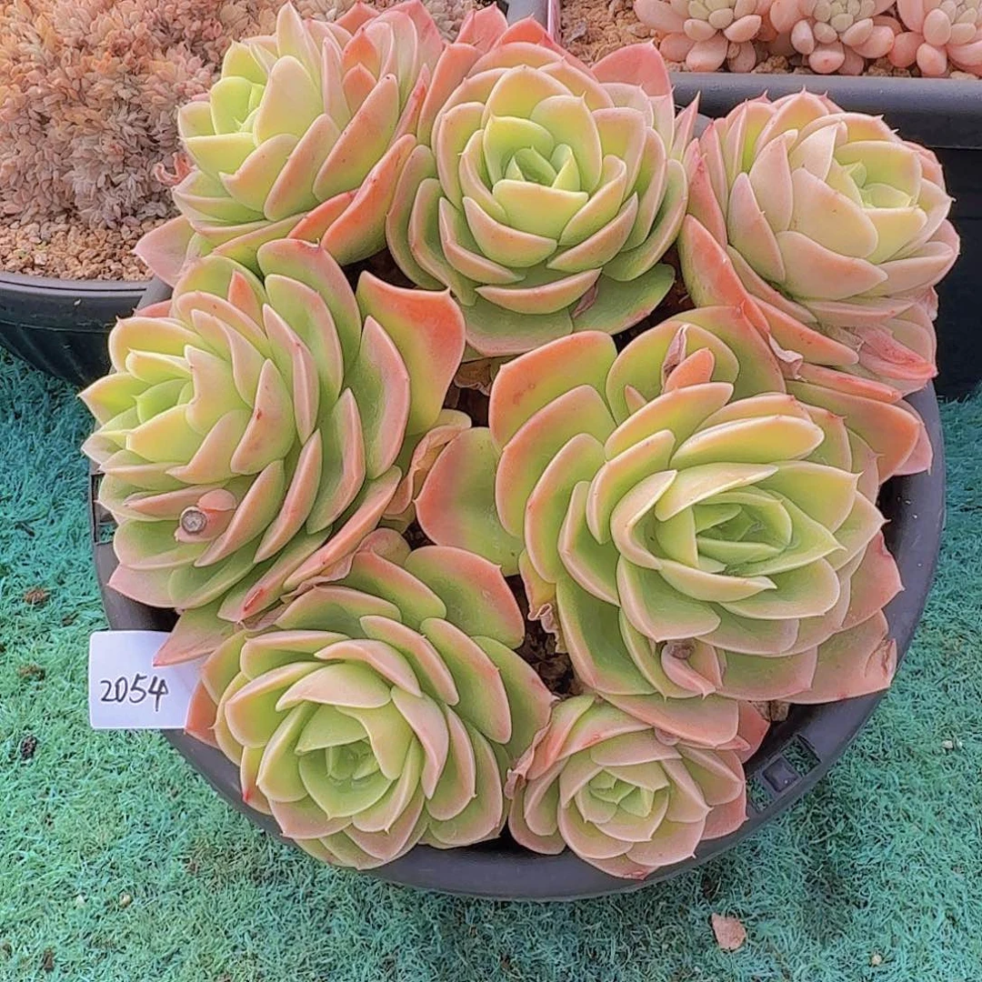 2054星那塔多肉植物