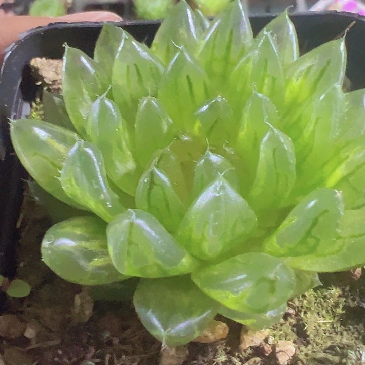 婵翼玉露精品多肉植物