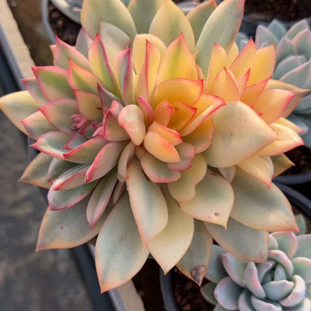 山****厂月光女神锦群  多肉植物