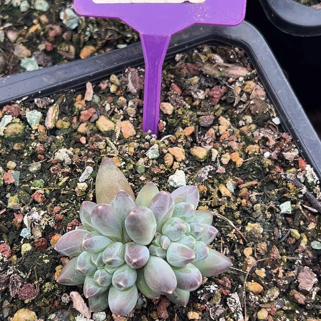 申公豹多肉植物151