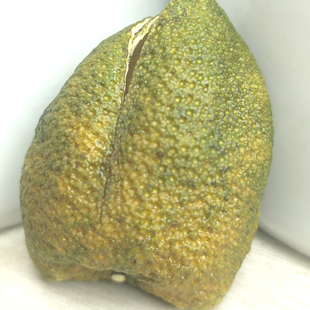 2025年东甲牛比围第一代原始品种移植在三榄围种植16年树微二红皮